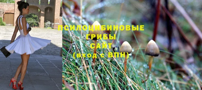 Псилоцибиновые грибы Psilocybe  Терек 